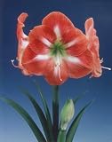 Piquant Giant Dutch Amaryllis Bulb - Orange & White