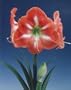 Piquant Giant Dutch Amaryllis Bulb - Orange & White