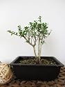 9GreenBox - Serrisa Japonica Snow Rose Indoor BONSAI Tree with Plastic Pot