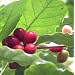 Hirt's Arabica Coffee Bean Plant - 4" pot - Grow & Brew Your Own