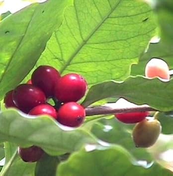 Hirt Arabica Coffee Bean Plant - 4" pot - Grow & Brew Your Own