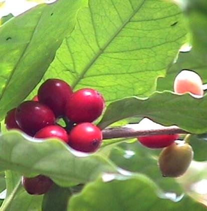 Growing Tasty Tropical Plants