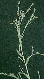 Flax Seeds Herbal Tea