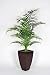 Artificial 5 Ft. Areca Palm