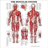 Muscular System Anatomical Chart Laminated