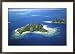 Aerial of Maolo Island, Mamanuca Islands, Fiji Collections Framed Photographic Poster Print by David Wall, 29x21