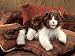 Ragdoll Cat Puppet 28" Long