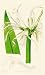 1840 Hand Painted Antique Print of the Long-Limbed Elisena - $119