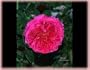 Othello (Rosa English Rose) - Bare Root Rose
