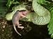 African Bush Viper, Atheris Squamiger, Eating Pinky (Young Mouse), Zaire Photographic...