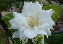 1 Potted Clematis Duchess of Edinburgh - SALE*