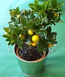 Dwarf Orange Tree 45cm 41yHGM0IFBL. SL160 Dwarf Orange Tree 45cm