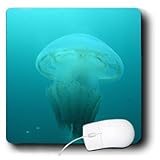 mp_72748_1 Danita Delimont - Jellyfish - Blue Blubber Jellyfish invertebrate, Australia-AU01 POX0140 - Pete Oxford - Mouse Pads