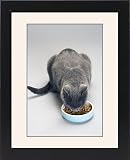 Framed Prints of Chartreux Cat - feeding from bowl with dry food from Ardea Wildlife Pets