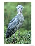 Shoebill in Habitat, Uganda Animals Photographic Poster Print by Mike Powles, 18x24