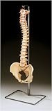 Budget Vertebral Column With Stand - CH59X