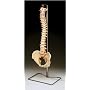 Budget Vertebral Column With Stand (CH59X)