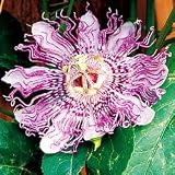 Perennial Plants - Passiflora Maypop