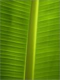 canvas Banana leaf in size: 30 x 40 cm by newenglandart
