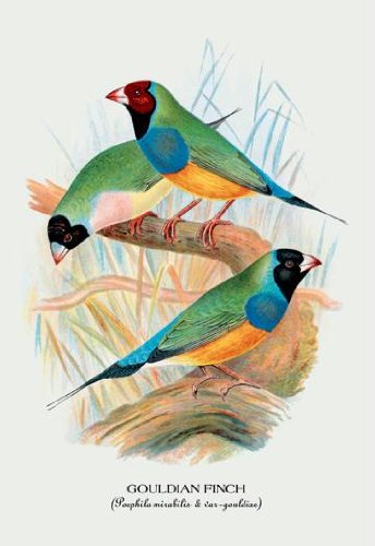 Exclusive By Buyenlarge Gouldian Finch 20x30 poster