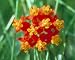 Bloodflower / Sunset Flower Seeds - Asclepias curassavica - 100 Seeds