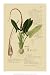 Descubes Aroid Plant II - Art Print Poster 14 x 21