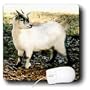 Farm Animals - Pygmy Goat - Mouse Pads