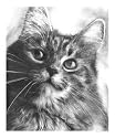 Maine Coon Emerging Artists Giclee Poster Print by Lisandro Pena, 16x20