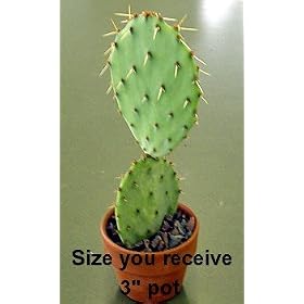 Prickly Pear Cactus - Opuntia - Great Houseplant - Easy