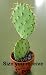 Prickly Pear Cactus - Opuntia - Great Houseplant - Easy