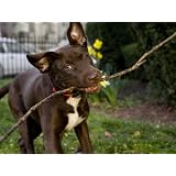 Pet Mutt Chocolate Labrador Mix Dog Chewing on a Stick Photographic Poster Print