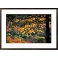 Yellow Leaves of a Sugar Maple, Green Mountains, Vermont, USA Framed Photographic Poster Print by Jerry & Marcy Monkman, 29x21