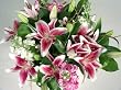 Festival of Lilies...