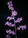 Epidendrum Lee Ward