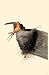 Barn Swallow - Movie Poster / Print -- Custom Framing Available