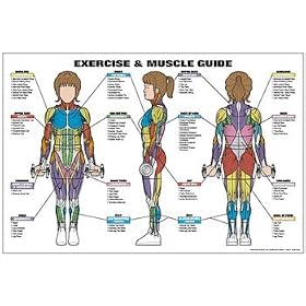 Click here to buy Exercise and Female Muscle Guide Laminated Fitness Poster by Algra Corporation.