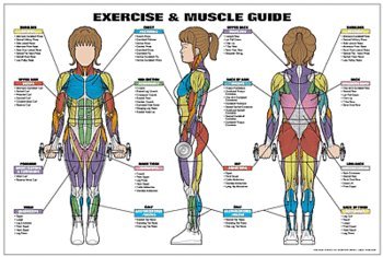 Exercise and Female Muscle Guide Laminated Fitness Poster Reviews