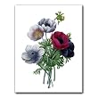 Anemone Simplex - Gift Enclosure Cards (set of 12)