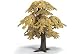 Oak, Small