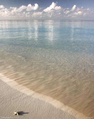 (16x20) Starfish on Beach Art Print Poster