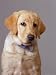 Portrait of Labrador Retriever Photographic Poster Print by Bruce Ando, 36x48