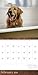 2015 Golden Retrievers Wall Calendar