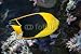 Wallmonkeys Peel and Stick Wall Decals - Fish with Black Scales - Removable Graphic