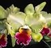 Blc Memoria Helen Brown 'Sweet Afton' AM/AOS x Blc Williette Wong 'The Best' AM/AOS