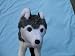 Golf Wood/Driver Head Cover Husky Dog