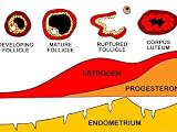 Menstrual Cycle Ovum Fsh Lh Estrogen Follicle Education Photographic Poster Print, 16x12