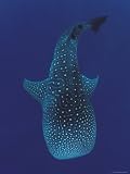 Whale Shark, Sulu-Sulawesi Seas, Indo-Pacific Photographic Poster Print by Jurgen Freund, 9x12