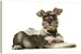 Dog - Schnauzer puppy, lying down - 20 Inch Canvas Print (51 cm) by Ardea