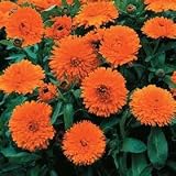 Candyman Orange Calendula 100 Seeds - Hardy Annual