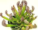 1 Scarlet Belle Pitcher Plant - Sarracenia -Carnivorous